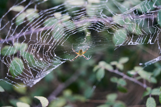 Tiger spider on its spider web in the middle of nature waiting