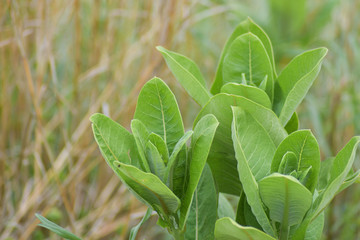 milkweed in a field of grass
