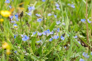 Blasted woodpecker in a meadow, Veronica chamaedrys