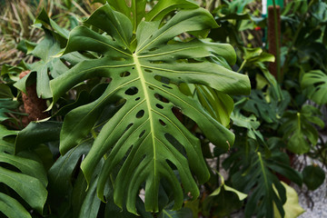 Abstract floral background. Beautiful colorful flowers in a flower shop
