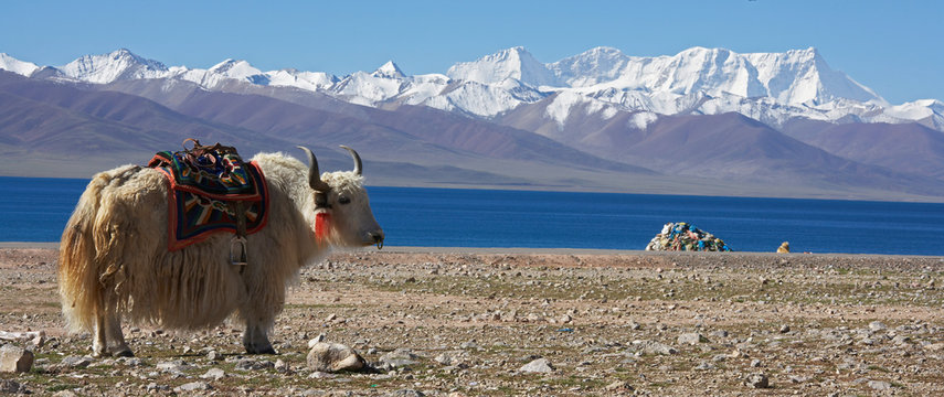 white yak in front of lake Namtso in Tibet