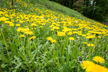 Obraz premium blooming dandelion in the meadow