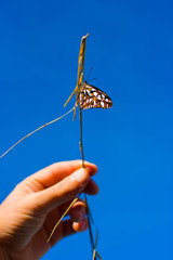 
ORANGE BUTTERFLY ON BRANCH