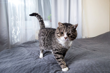 Old Cat sitting on bed in room