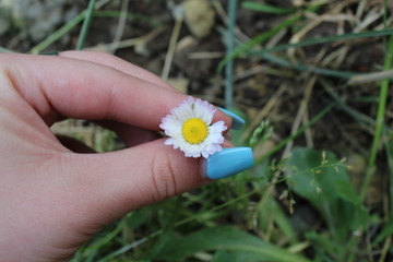 small whit daisy in hand
