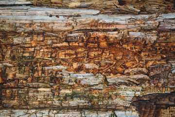 The texture of an old rotten log close-up.