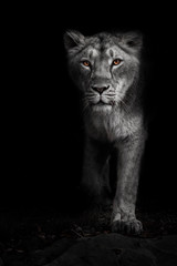  ashen moonlit night lioness in darkness with bright ebony eyes. Black-beast with colored eyes