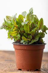 Fototapeta premium closeup of a sorrel plant