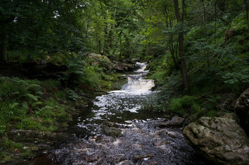 Obraz premium river in the woods