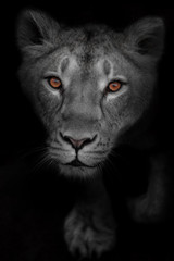 glance of the attentive luminous eyes of a predator on a bleached black-white face, a portrait of a female predator