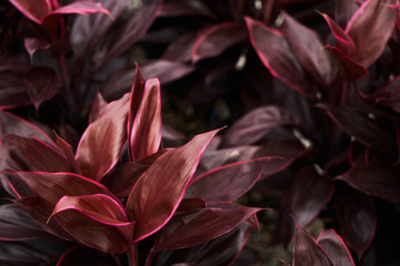 Abstract floral background. Beautiful colorful flowers in a flower shop