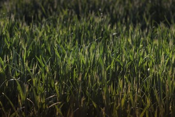 Getreide Korn Feld Morgentau Sonnenstrahlen