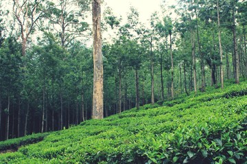 Tea leaves in Green Tea Plantation terrace farming scenic landscape view