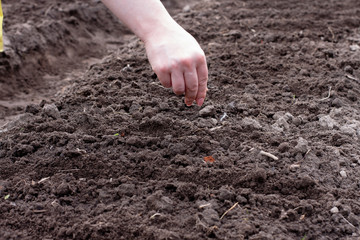 woman sow seeds in the garden. planting vegetables. work in the garden.