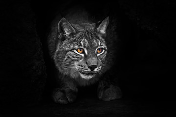 strict and formidable in the cave. lynx in the night darkness at night, bright eyes glow yellow body discolored. © Mikhail Semenov