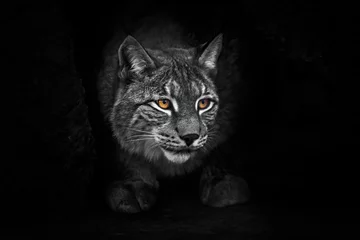 Fotobehang strict and formidable in the cave. lynx in the night darkness at night, bright eyes glow yellow body discolored. © Mikhail Semenov