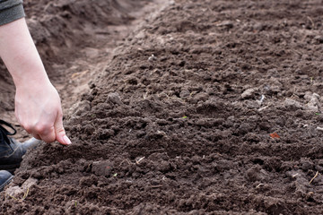 woman sow seeds in the garden. planting vegetables. work in the garden.