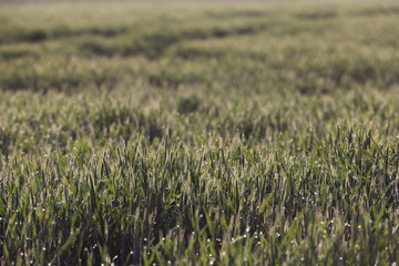 Getreide Korn Feld Morgentau Sonnenstrahlen