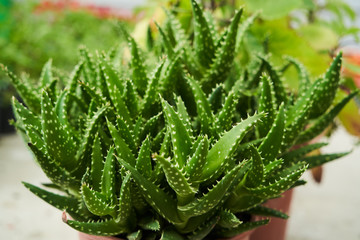 Exotic succulent flowers in a flower shop, close-up