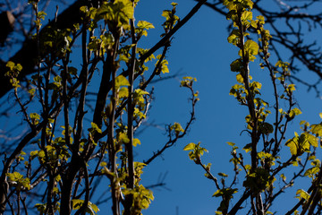 spring. currant bushes with the first leaves on the background of blue sky
