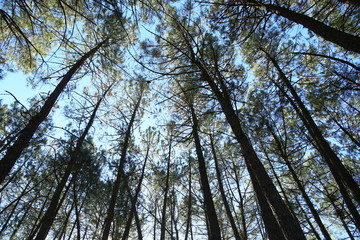 Shinrin-Yoku, a forest bath. Wake up your senses.