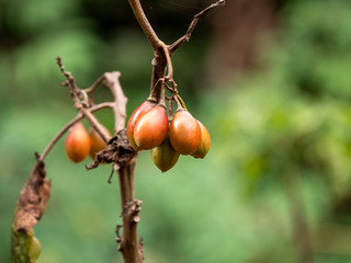 rose tomatoes on the tree