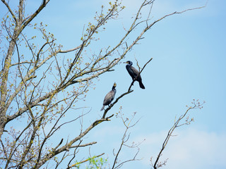 Two cormorants enjoy spring
