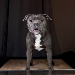 Young gray dog sitting isolated in white