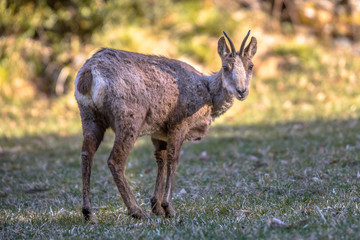 Chamois looking at camera