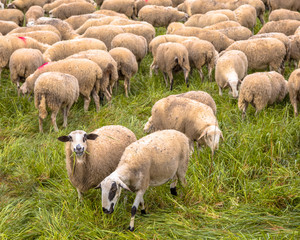 Fototapeta premium Herd of sheep grazing