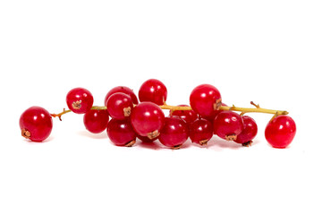red currant berries white background