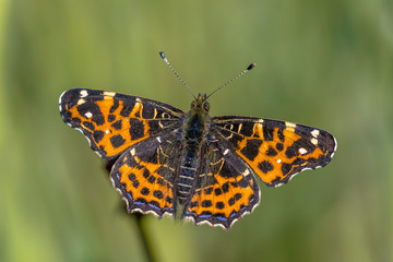 Map butterfly first generation