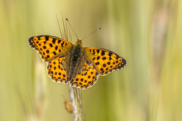 Queen of Spain fritillary
