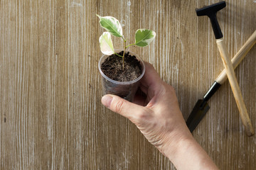 Woman hand holding ficus cutting planted into plastic cup on the wooden background