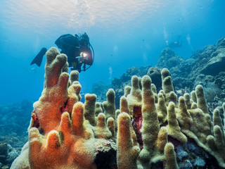 Seascape in turquoise water of coral reef in Caribbean Sea / Curacao with diver, Pillar Coral, fish...