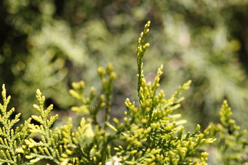 Pine tree closeup for background. Close-up photo shoots from pine trees. Background images from pine tree for graphic work.
