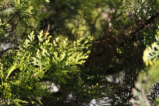 Pine tree closeup for background. Close-up photo shoots from pine trees. Background images from pine tree for graphic work.