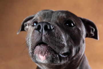 American staffordshire terrier on brown background in studio