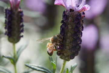 Bee Feeding on Lavender flowers top and side views