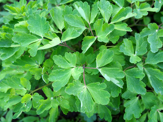 Green foliage of  Aquilegia ( columbine) as background
