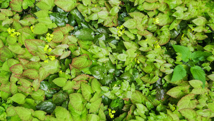 Fototapeta premium texture of green leaves background