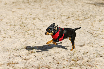 Toy terrier running in the sand