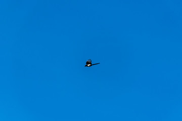 A wide angle shot of a black and white magpie flying high in the clear blue sky on a winter morning