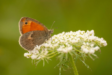 motyl o poranku z rosą