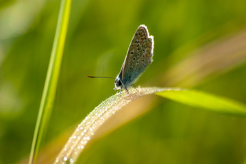 motyl na liściu z rosą © Robert Borek