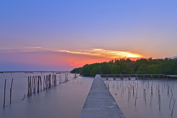 mangrove forest and blue sky near The Gulf Of Thailand