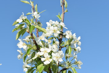 branch of a blossoming tree