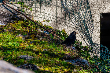 A male common blackbird perched on grass on a backyard in a French mountain village on a winter...