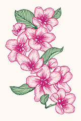 Blooming apple tree flowers hand drawn illustration