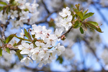 cherry blossom in spring